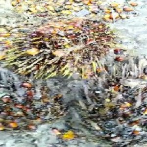 overripe_valid (133).jpg