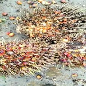 overripe_valid (138).jpg