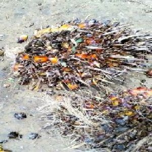 overripe_valid (139).jpg