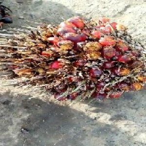 overripe_valid (14).jpg