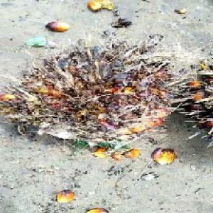 overripe_valid (140).jpg