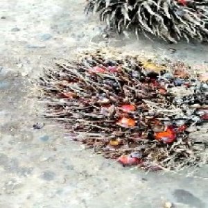 overripe_valid (15).jpg