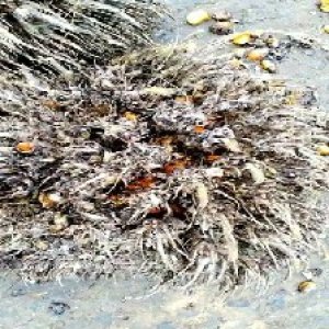 overripe_valid (155).jpg