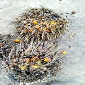 overripe_valid (157).jpg