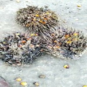 overripe_valid (158).jpg