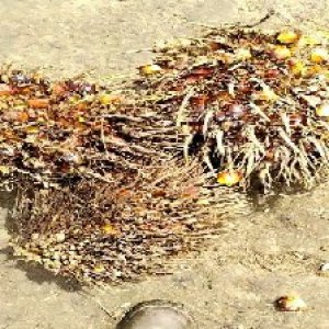 overripe_valid (160).jpg