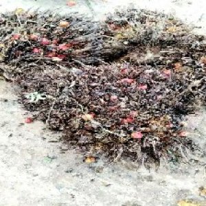 overripe_valid (161).jpg