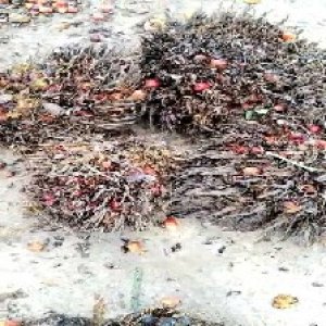 overripe_valid (163).jpg