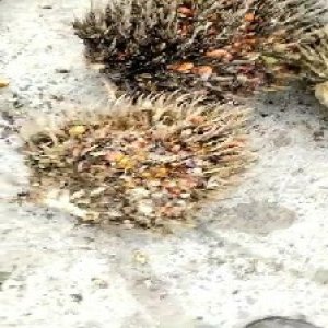 overripe_valid (165).jpg