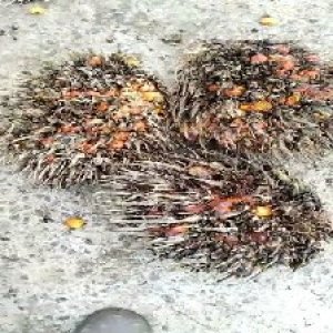 overripe_valid (168).jpg