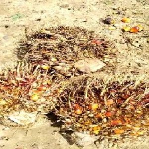 overripe_valid (170).jpg