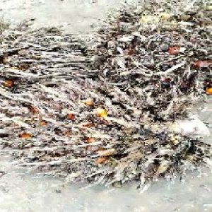 overripe_valid (172).jpg