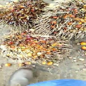 overripe_valid (181).jpg