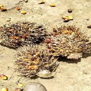 overripe_valid (190).jpg