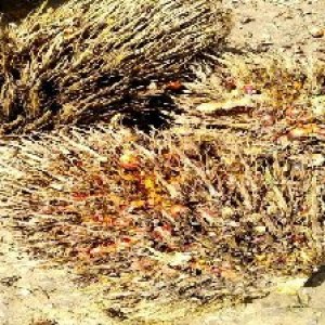 overripe_valid (193).jpg