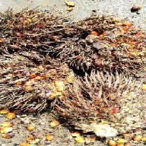 overripe_valid (194).jpg