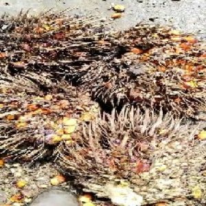 overripe_valid (195).jpg