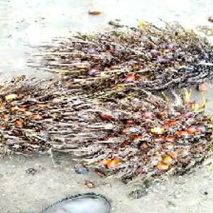 overripe_valid (197).jpg