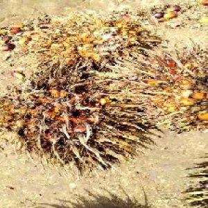 overripe_valid (199).jpg