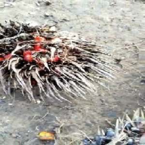 overripe_valid (20).jpg