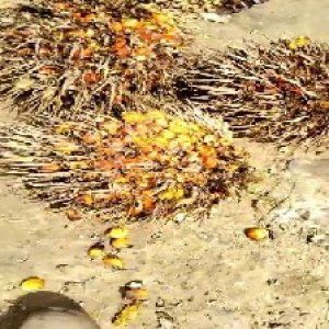 overripe_valid (200).jpg