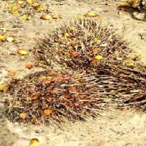 overripe_valid (201).jpg