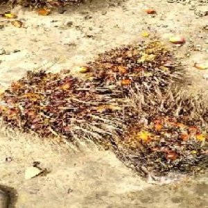 overripe_valid (203).jpg