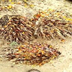 overripe_valid (204).jpg