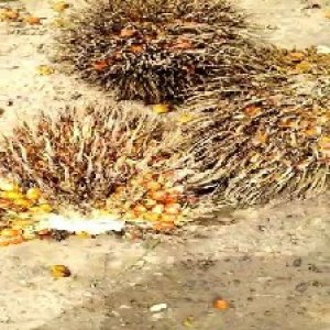 overripe_valid (206).jpg