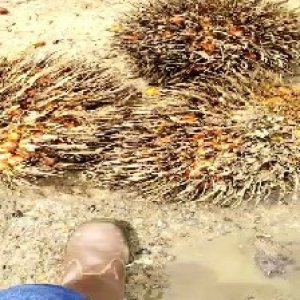 overripe_valid (207).jpg