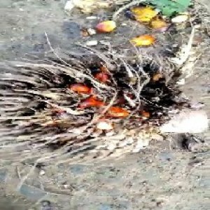 overripe_valid (21).jpg