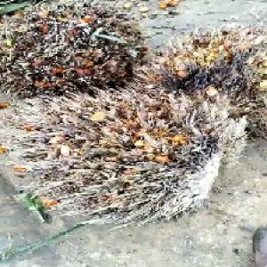 overripe_valid (214).jpg