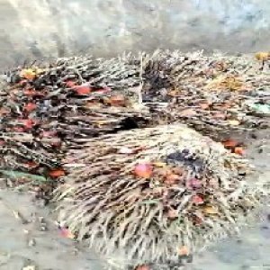 overripe_valid (216).jpg