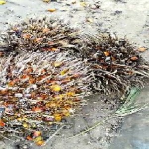 overripe_valid (219).jpg