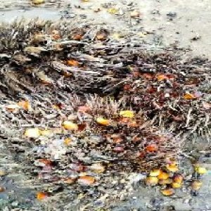 overripe_valid (223).jpg