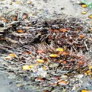 overripe_valid (224).jpg