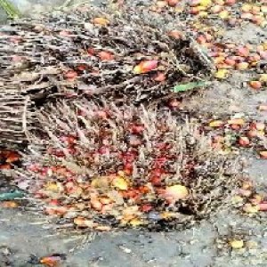 overripe_valid (225).jpg