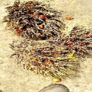 overripe_valid (231).jpg