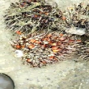 overripe_valid (234).jpg