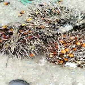 overripe_valid (235).jpg