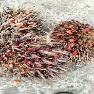 overripe_valid (238).jpg