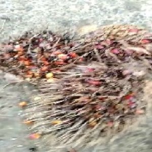 overripe_valid (240).jpg