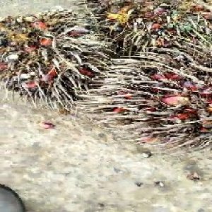 overripe_valid (241).jpg