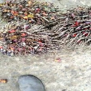 overripe_valid (242).jpg