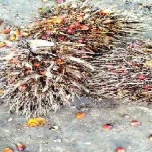 overripe_valid (245).jpg