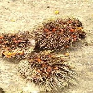 overripe_valid (247).jpg