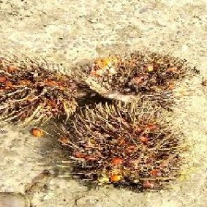 overripe_valid (248).jpg