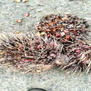 overripe_valid (250).jpg