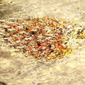 overripe_valid (29).jpg