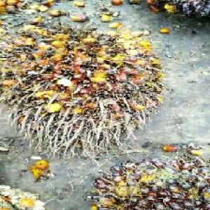 overripe_valid (32).jpg